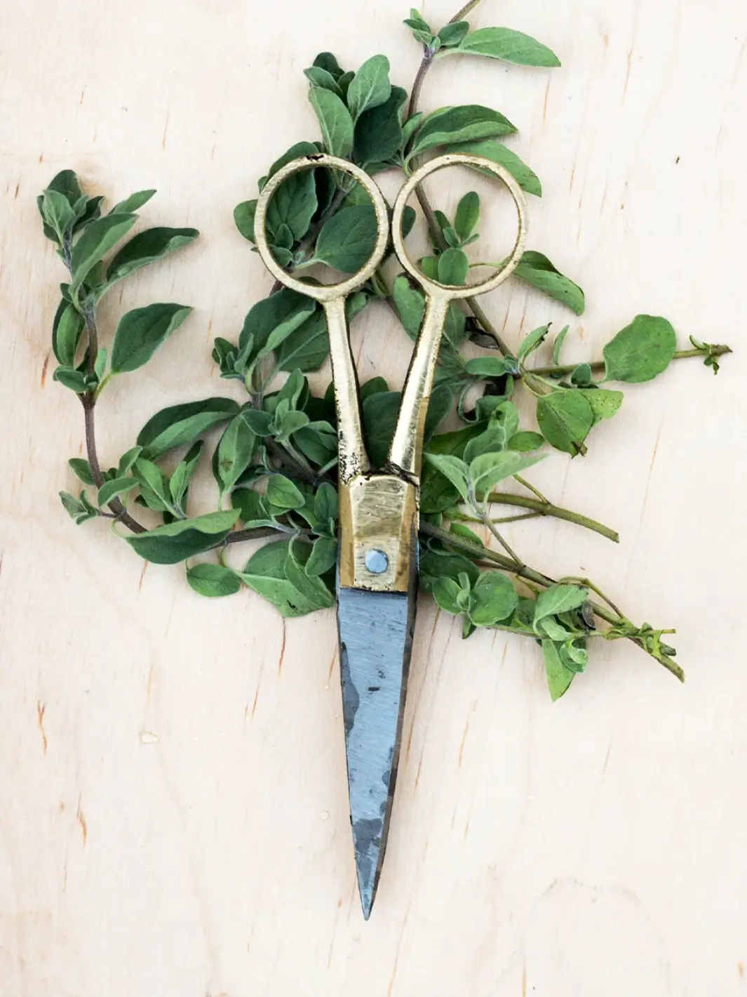 Brass Handle Scissors (S) - Image 3