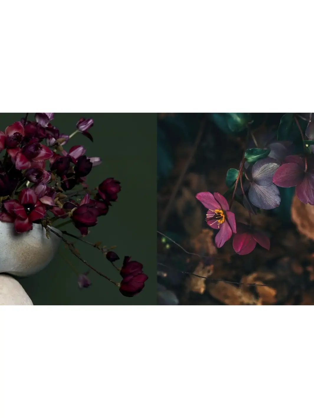 Pretty Dirty: The Life of Flowers, From Creation to Compost - Image 7