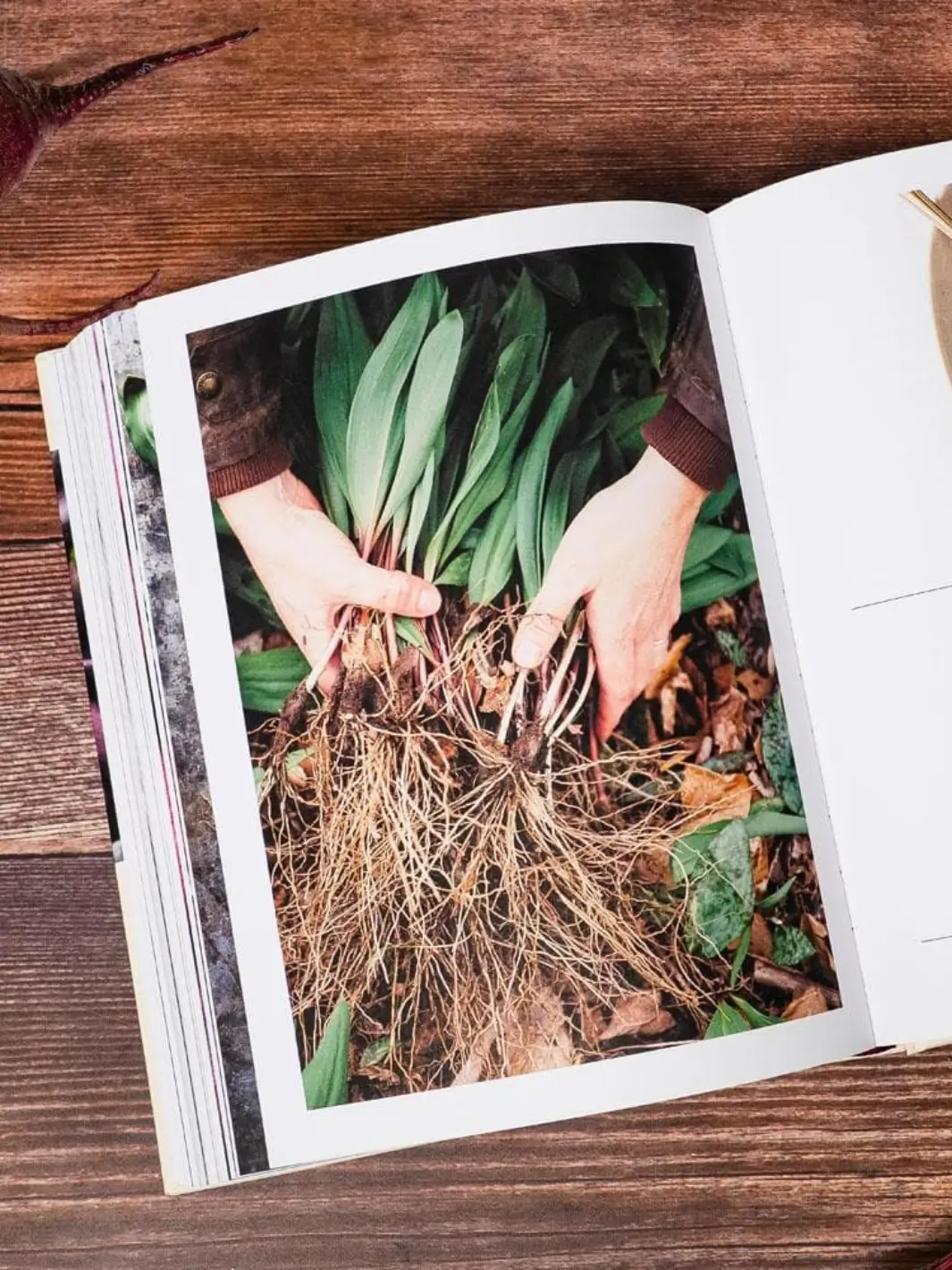 Ruffage: A Practical Guide to Vegetables - Image 5