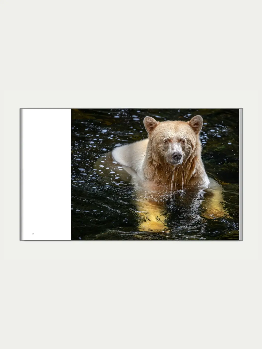 Spirit of the Great Bear - Image 3