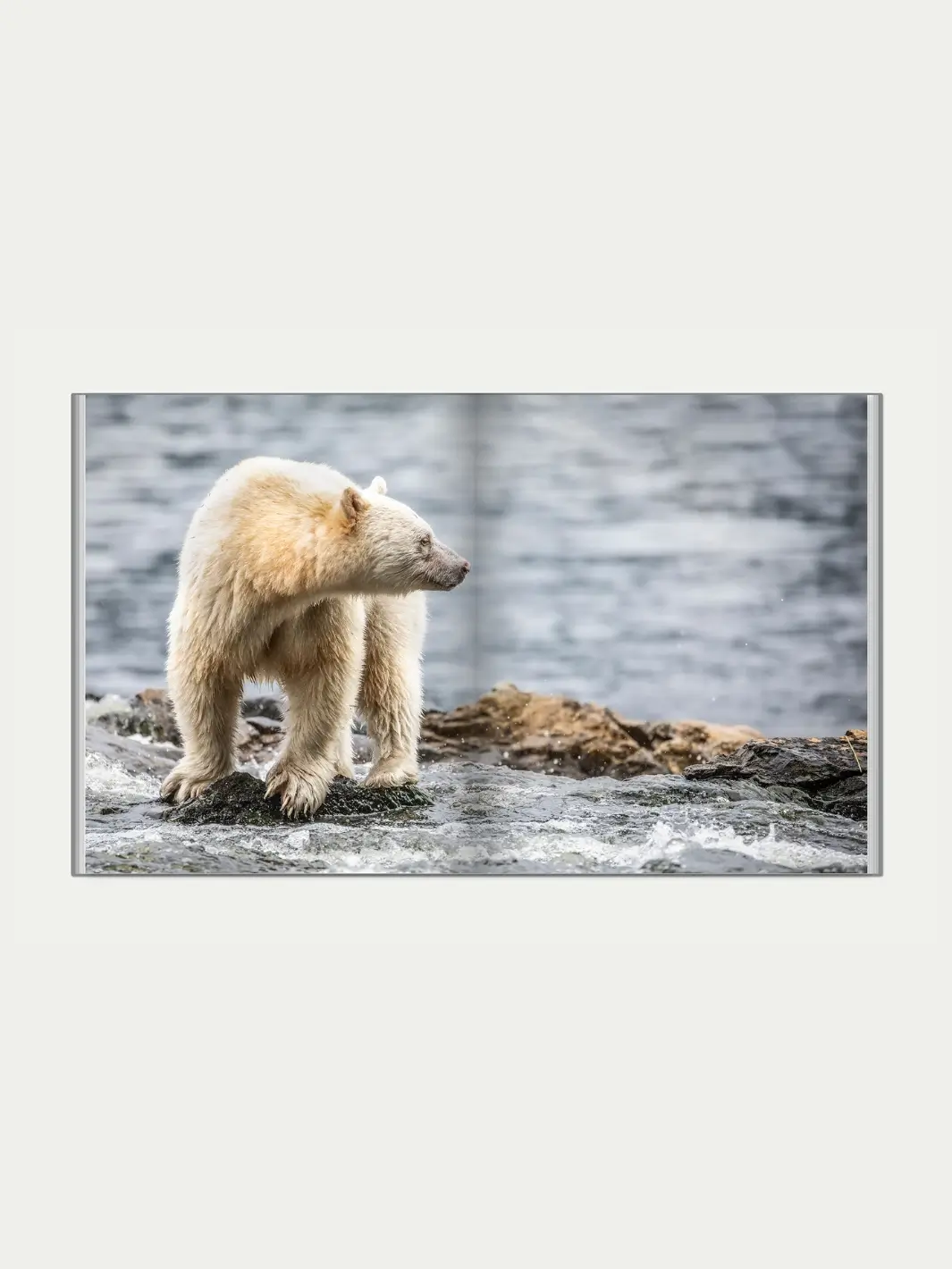 Spirit of the Great Bear - Image 4
