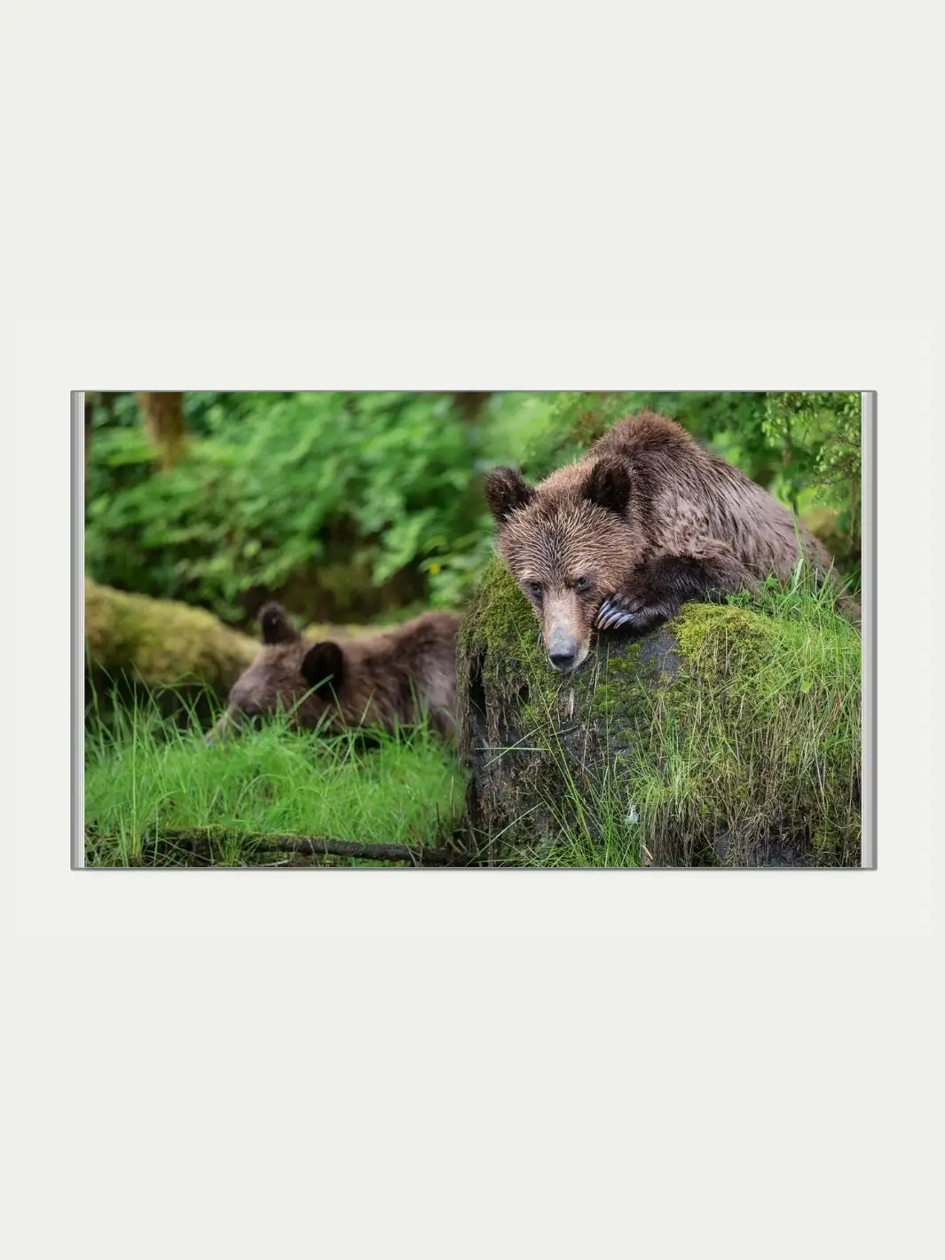 Spirit of the Great Bear - Image 6