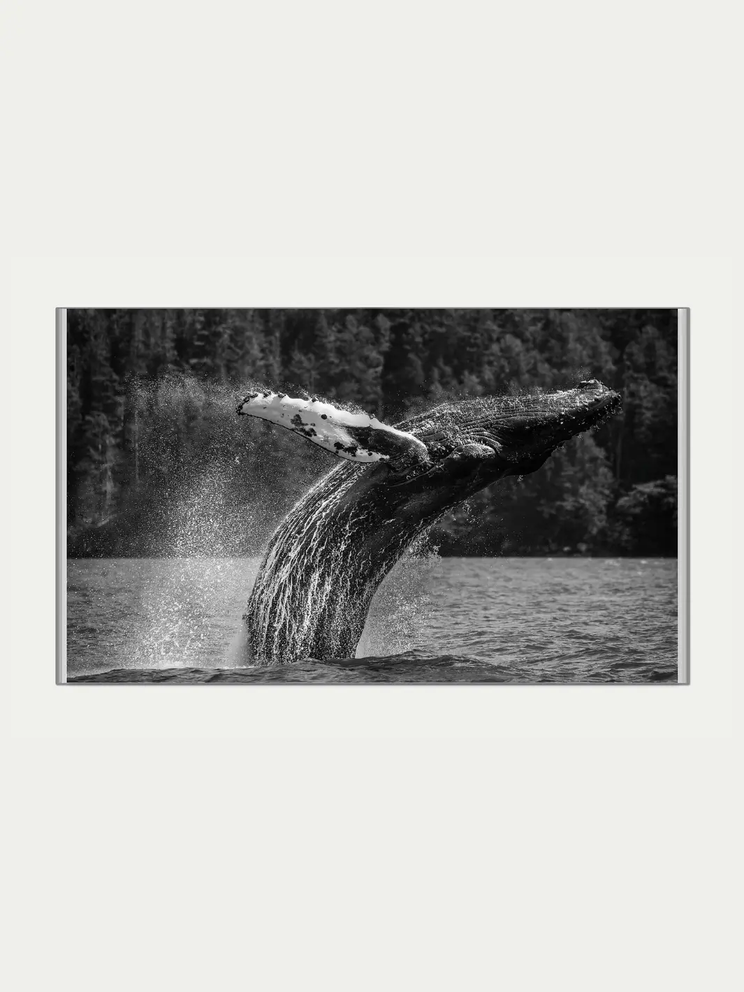 Spirit of the Great Bear - Image 7