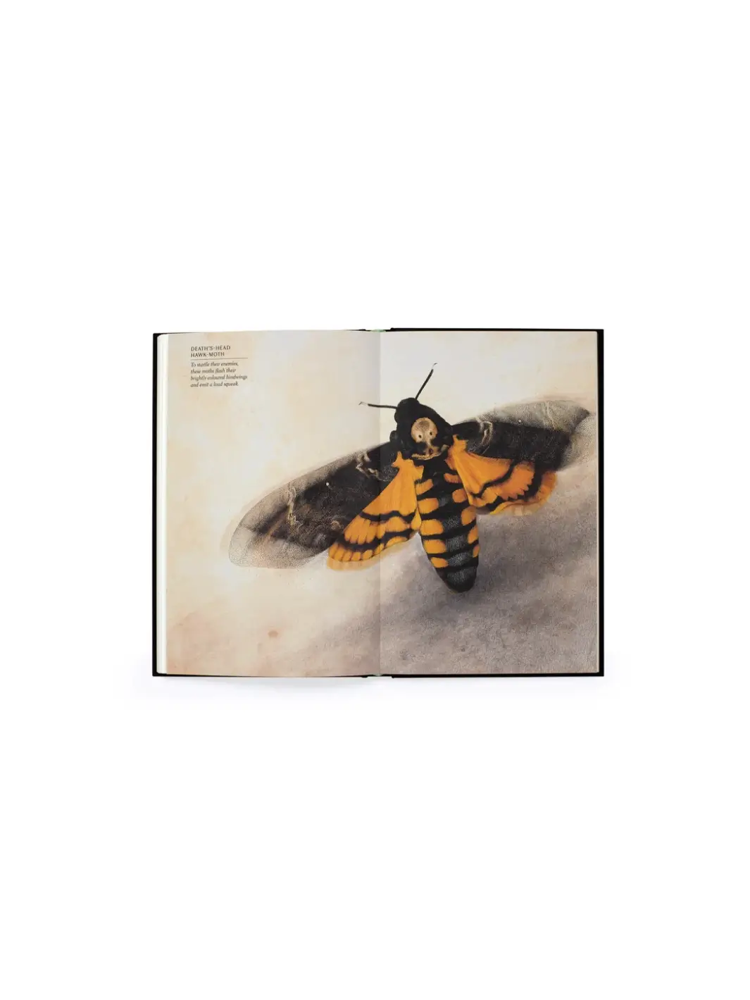 The Wonder of Insects: Uncovering their Hidden World - Image 2