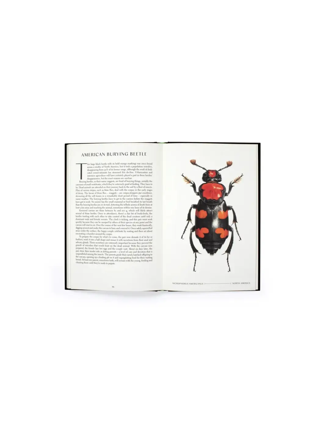 The Wonder of Insects: Uncovering their Hidden World - Image 3